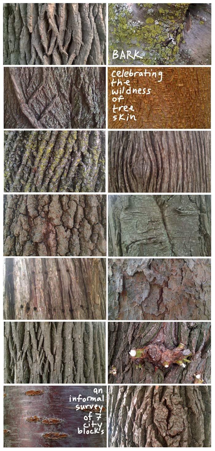 I think bark is more beautiful than wood grain, there's nothing like a vital, healthy tree out growing in the forest.  So much grounding energy!