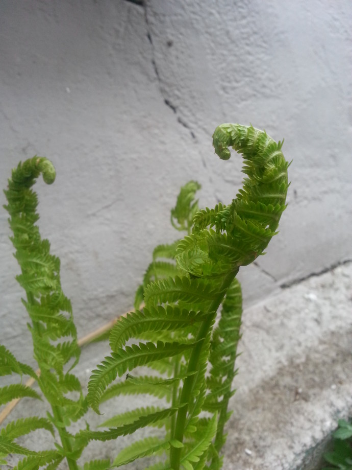 “Instructions for living a life. Pay attention. Be astonished. Tell about it.” ― Mary Oliver (fern photograph by Jenny Hoople)