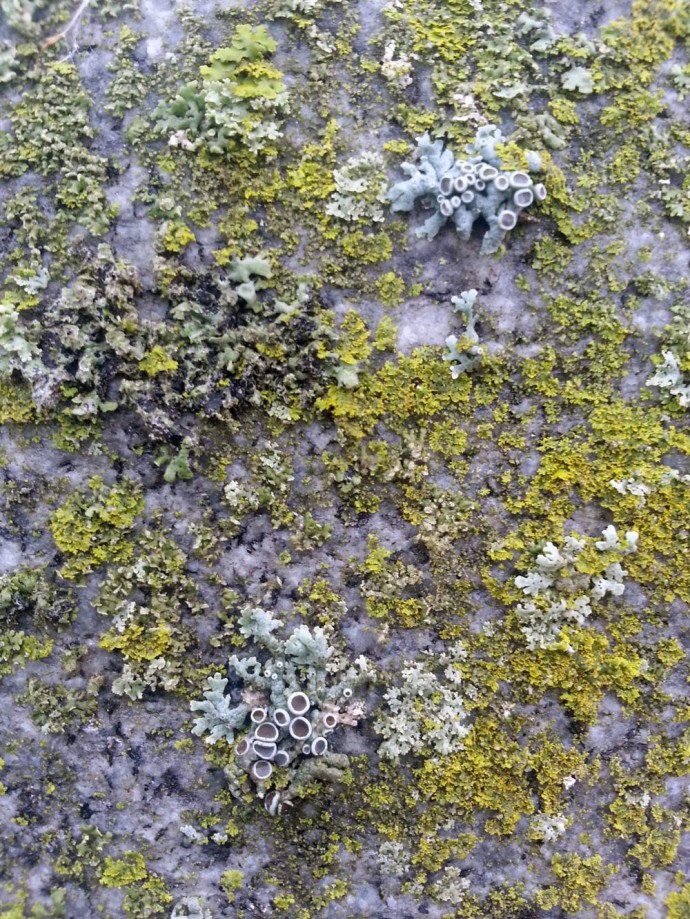Lichen: An organism that paints it's own abstract paintings!  (natural art, captured by Jenny Hoople)