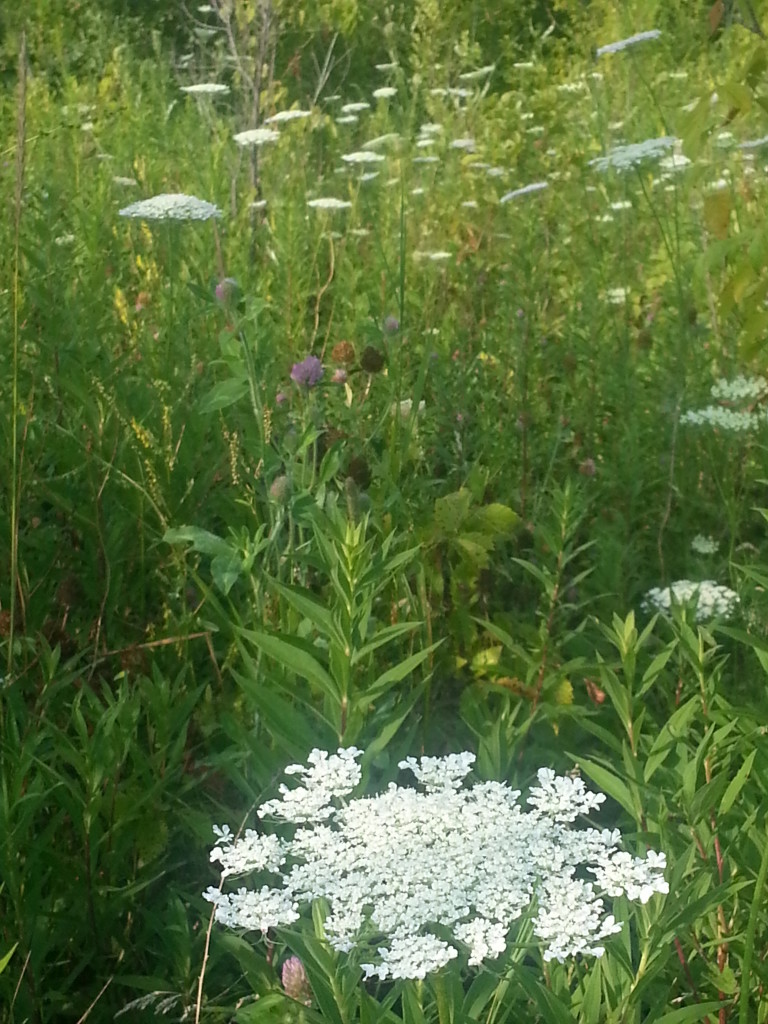 Queen Anne's Lace! How they remind me of my childhood running around the fields and woods of our #Pennsylvania farm :D
