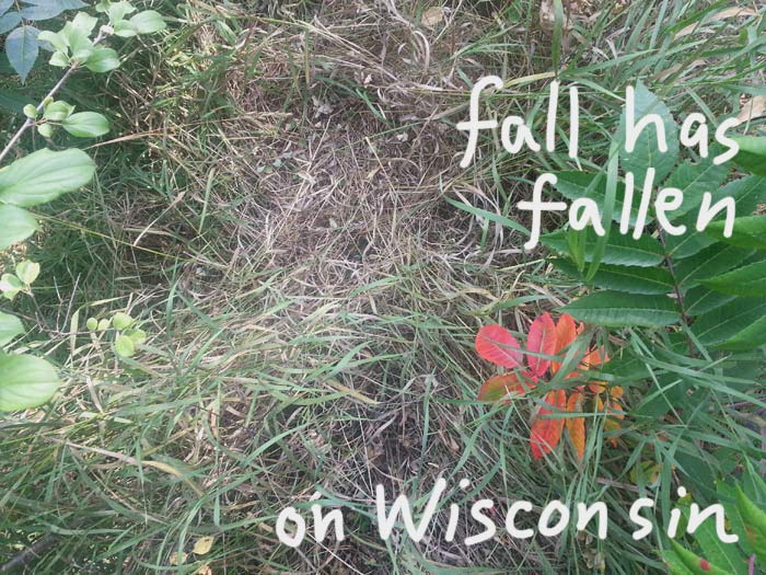 It all starts with one red leaf.  Fall, 2014.  It's come to #Wisconsin