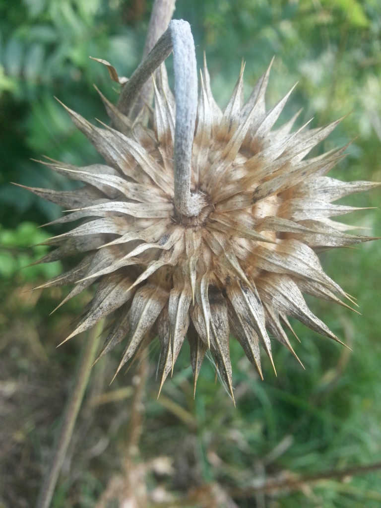 Something awesome and spiky! (and all dried out already!!) #fall #wisconsin #authenticarts