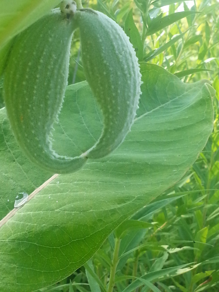 Milkweed pods look like they come from another planet. Awesome. #green #prairie #naturephotography #authenticarts