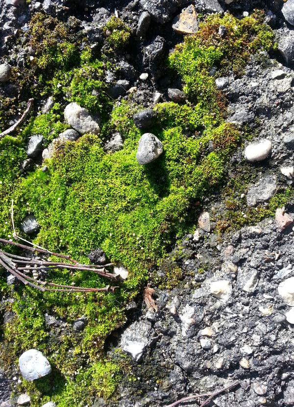 What's the meaning in moss? Green, strange, resilient. Moss moves mountains (click through for more moss pics)