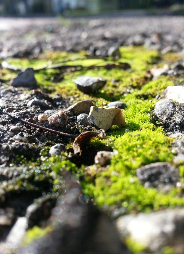 What's the meaning in moss? Green, strange, resilient. Moss moves mountains (click through for more moss pics)