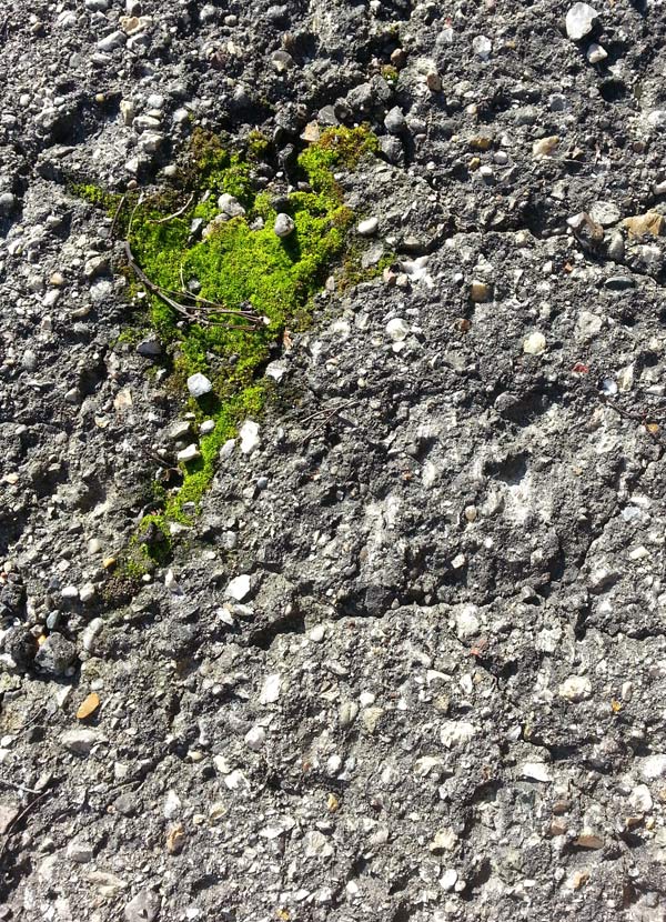 What's the meaning in moss?  Green, strange, resilient.  Moss moves mountains (click through for more moss pics)