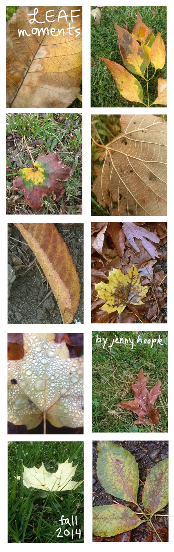 Wisconsin Fall Leaf Moments (a leaf collection of photographs by Jenny Hoople of Authentic Arts)