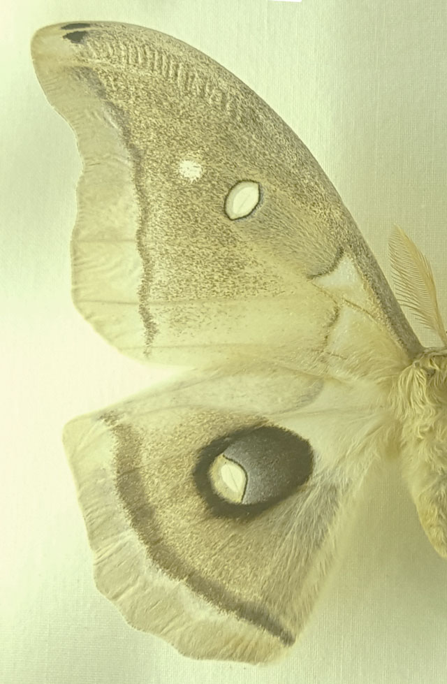 Luxurious moth - art inspiration at the natural history museum, click through for more pictures!