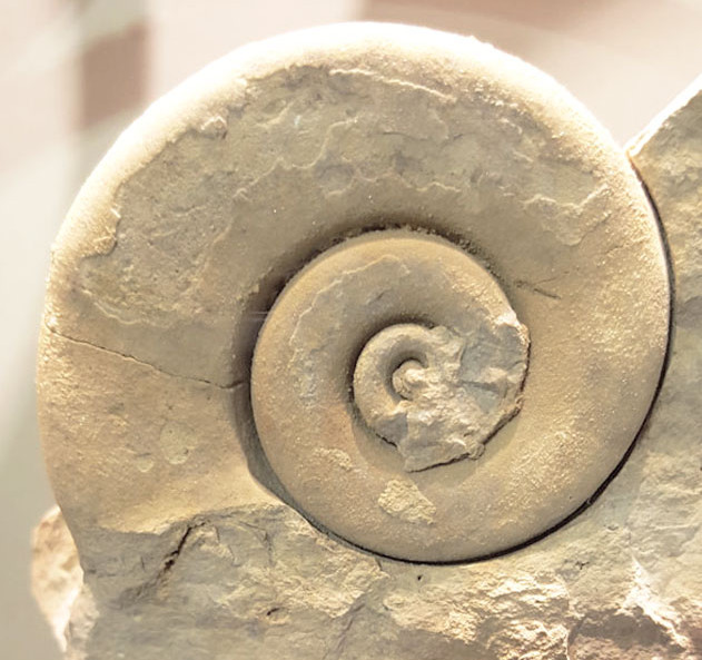 spiral shell fossils