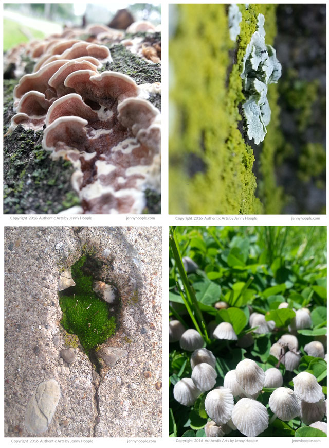 Free printable moss, fungi and lichen nature prints by Jenny Hoople of Authentic Arts.