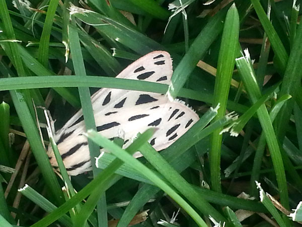 Checkered moth in the grass.