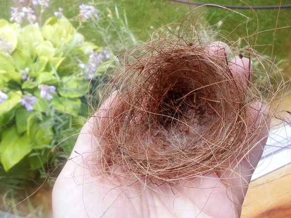 The most diaphanous bird's nest.