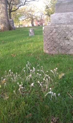 Pearly White Everlasting in the Cemetery