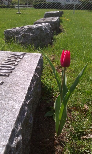 Lone Tulip in the Cemetery