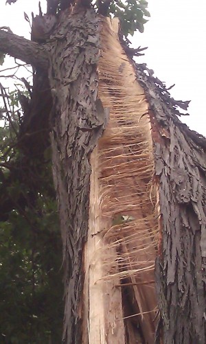 Storm split hickory tree.