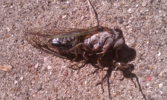 Sidewalk cicada who's seen better days.