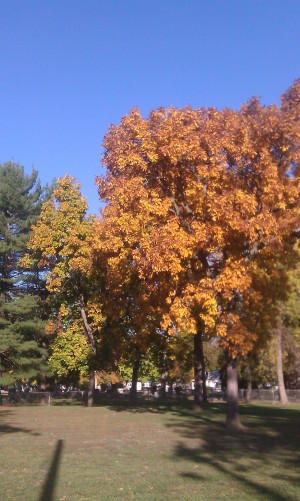 Fall Foliage: Autumn in Wisconsin!