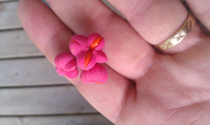 Pink and Orange Seedpods: Too strange and interesting to be made up!  I found these on an ornamental bush on my neighborhood walk one day :D