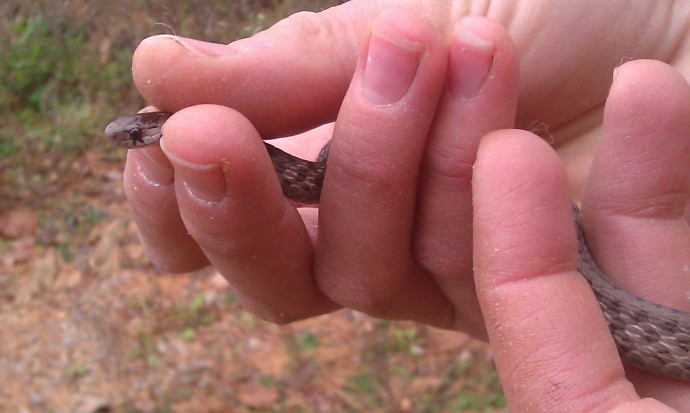 Really cute little snake we came across!  A lot of people are afraid of snakes, but they're so warm and interesting!!