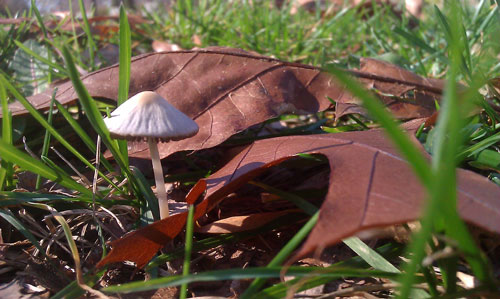 Little mushroom cap :)