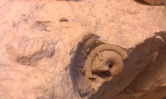 A shell fossil in the same chunk of limestone!  It's about the size of a 50 cent piece :D  
