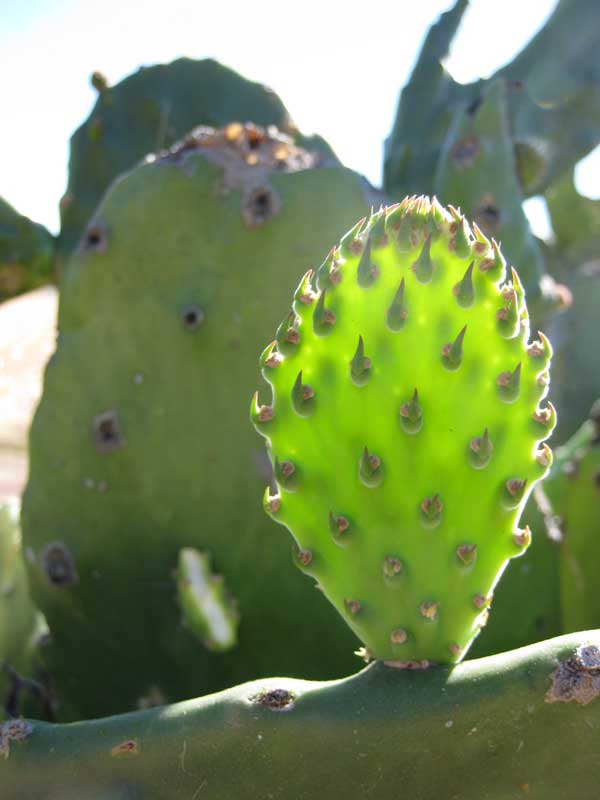 The Beauty of Cactus - Nature Photographs in Mexico