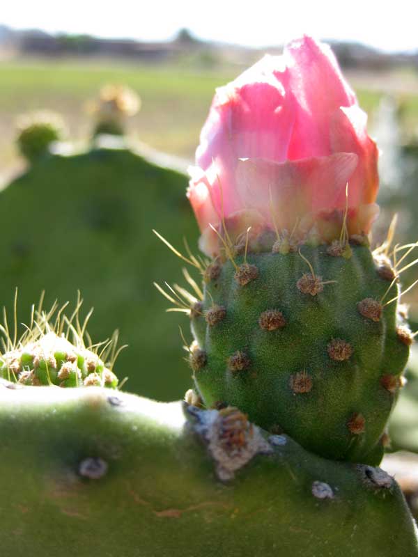 The Beauty of Cactus - Nature Photographs in Mexico