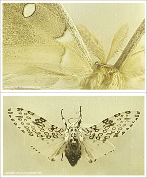Free printable moth notecards, click through to download