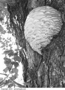 Free printable fungi art by Jenny Hoople of Authentic Arts